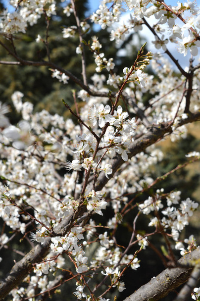 Close-up of Beautiful Pear Blossoms, Nature, Macro - Photo, Image