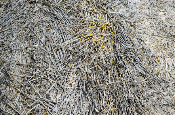 field of wheat - Foto, afbeelding