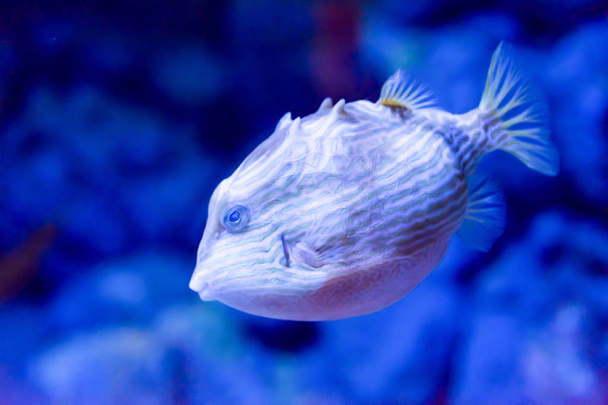 ポークパインフグの魚そばかす porcupinefish のぼやけた写真 - 写真・画像