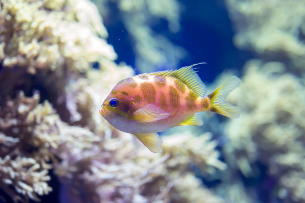 Photo floue de petits poissons colorés dans un récif corallien dans une mer
  - Photo, image