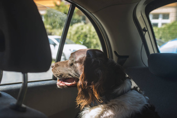 Hunting dog setter in a car in sunny day - Photo, Image
