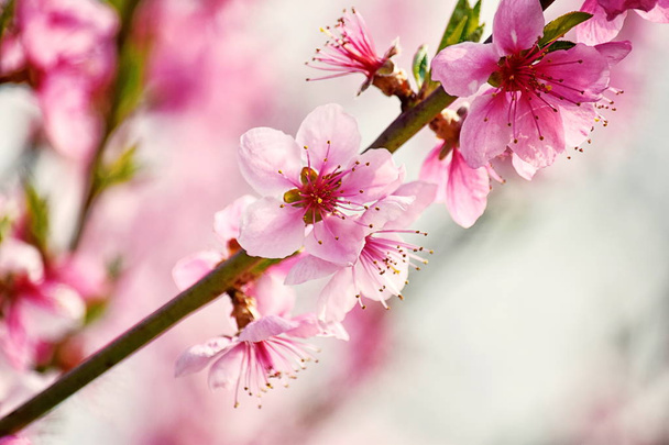 Vaaleanpunainen kukka kukkii hedelmäpersikka puu kukka muotokuva
 - Valokuva, kuva