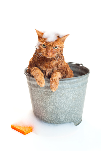 Hora do banho para um gato Tabby laranja molhado e infeliz sentado dentro de um balde de lavagem de aço galvanizado com suds e uma esponja laranja
. - Foto, Imagem