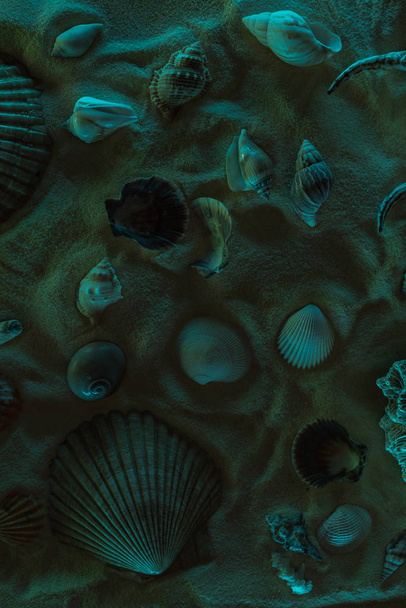 top view of seashells and sea stones on sand with dark light - Фото, зображення