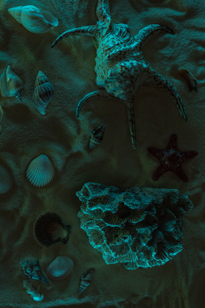 top view of seashells, starfish and coral on sand with dark light - Фото, зображення