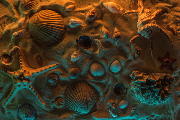 vista superior de conchas marinas, estrellas de mar, piedras marinas y corales sobre arena con luces naranjas y azules
 - Foto, Imagen