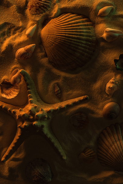 top view of seashells and big starfish on sand with orange light - Фото, изображение