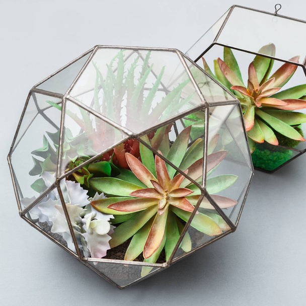 Геометрические флорарии с сочными растениями, крупным планом, культурой
 - Фото, изображение