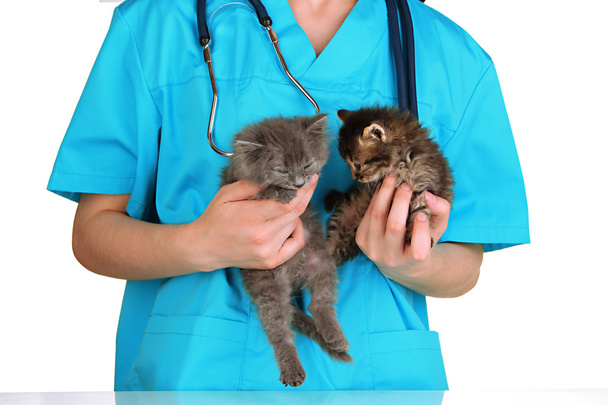 Veterinarian examining kittens isolated on white - Фото, зображення