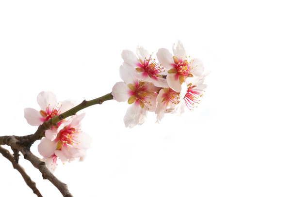 Mandelbaum rosa Blüten. - Foto, Bild