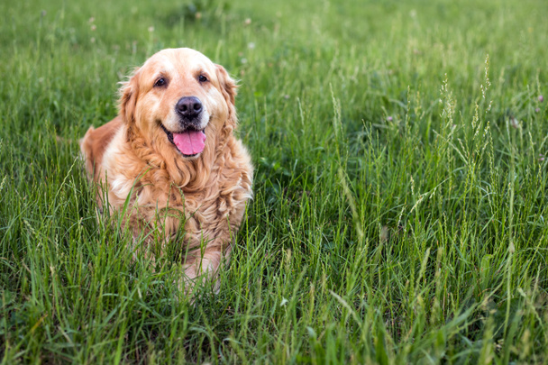 vanha kultainen noutaja koira
 - Valokuva, kuva