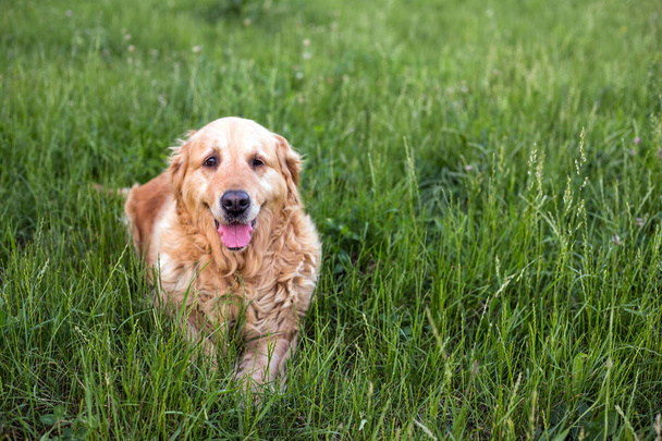 old golden retriever dog - Фото, зображення