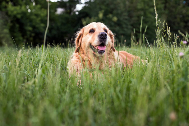 old golden retriever dog - Zdjęcie, obraz