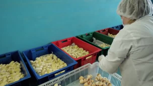 Mujer trabajando en la sala de incubadoras de clasificación en la granja de pollos
 - Imágenes, Vídeo