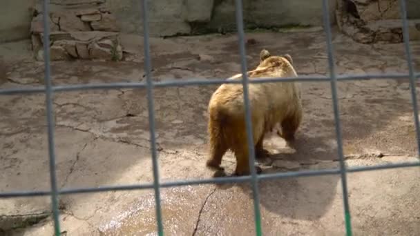 Sibirischer Braunbär in einem Zoo-Käfig. oncept - das Leben von Tieren in Gefangenschaft - Filmmaterial, Video