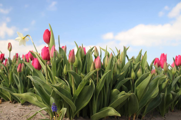 Tulipanes rosados en hileras en el campo de bulbos de flores en Noordwijkerhout en los Países Bajos
 - Foto, imagen