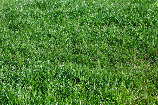 Campo de hierba fresca
 - Foto, Imagen