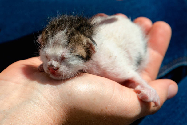 piccolo gattino indifeso in cerca di una casa e cura
 - Foto, immagini