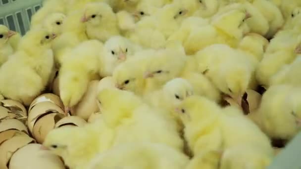 Pollos bebés en la incubadora de granja y clasificación de cáscaras de huevo a contenedores
 - Imágenes, Vídeo