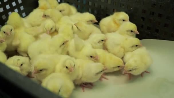 Tri des poulets de chair moelleux pour nouveau-nés de l’incubateur au récipient - Séquence, vidéo