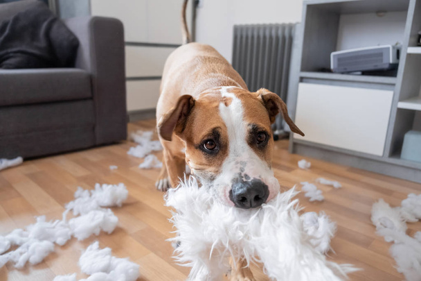 A dog destroying a fluffy pillow at home - Фото, изображение