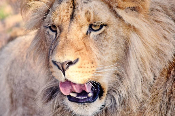 Kanga Lev Panthera Leo Bleyenberghi hlava closeup - Fotografie, Obrázek