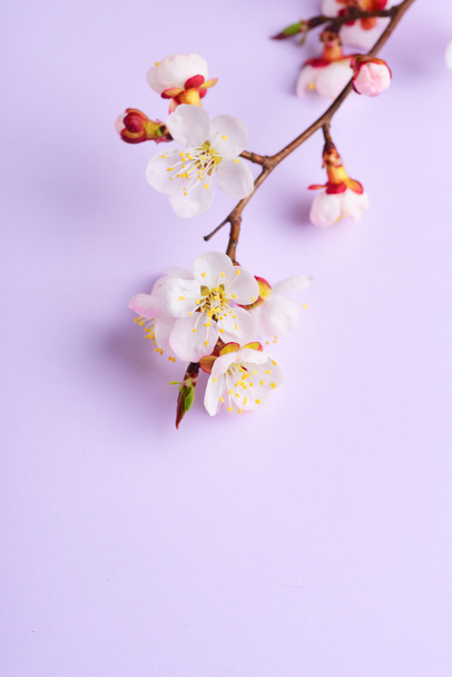 Cherry branch witjh blooming flowers on pastel background - Fotografie, Obrázek