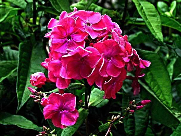 Phlox paniculata ciemny różowy kwiat. Zbliżenie ulubionego ogrodu kwiat lato, - Zdjęcie, obraz