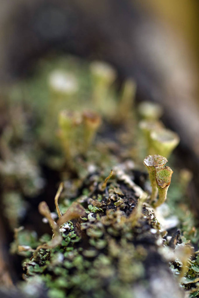 Moss and lichen - Foto, imagen