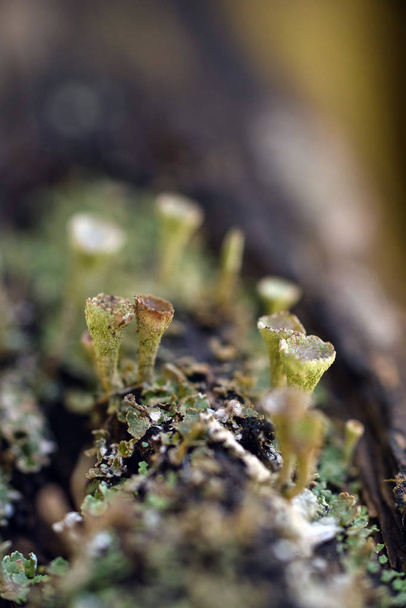 Moss and lichen - Foto, imagen