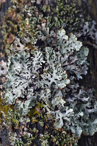 Mousse et lichen
 - Photo, image
