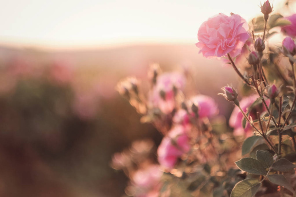 A bush of Pink roses in sunset backlight - Photo, Image