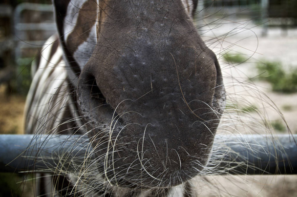 close up of zebra muzzle with long whiskers - Fotografie, Obrázek