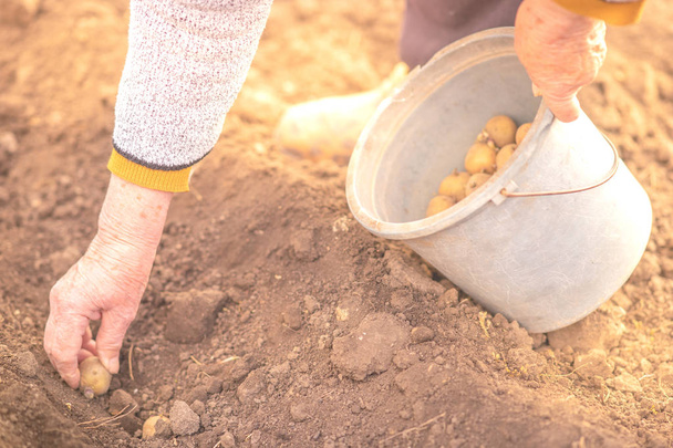 Planting potato in spring garden. Closeup of soil and old hands - Photo, Image