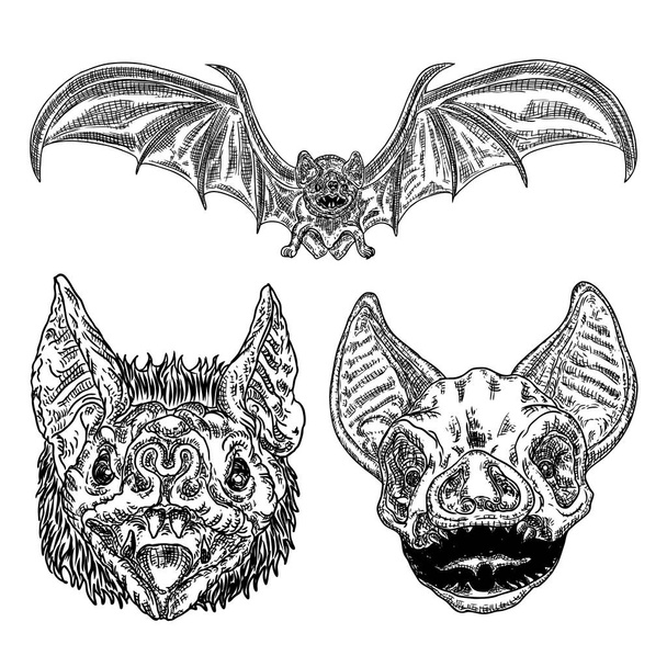 Set of aggressive flying bats with open wings drawing. Gothic il - Vector, imagen