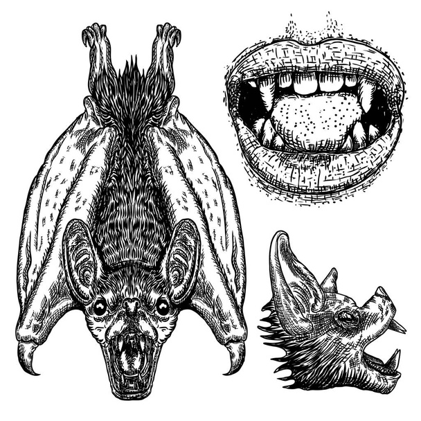 Set de murciélagos. Murciélago con alas, cabeza o cara, boca de vampiro humano
,  - Vector, imagen