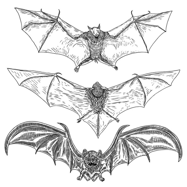 Set of bats with open wings drawing. Gothic illustration of mons - Вектор, зображення