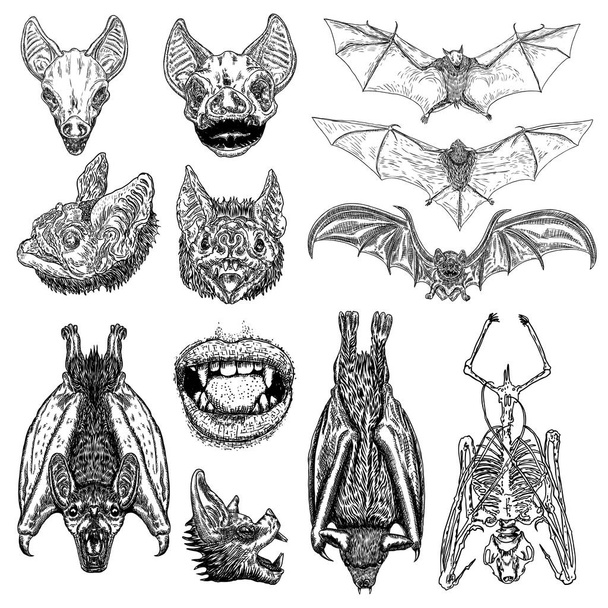 Large set of bats and vampires. Human lips with fangs, skeleton, - Vector, imagen