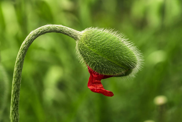 Young green poppy sprout. Young spring plant. Sprout of a young poppy in a meadow. - Fotó, kép