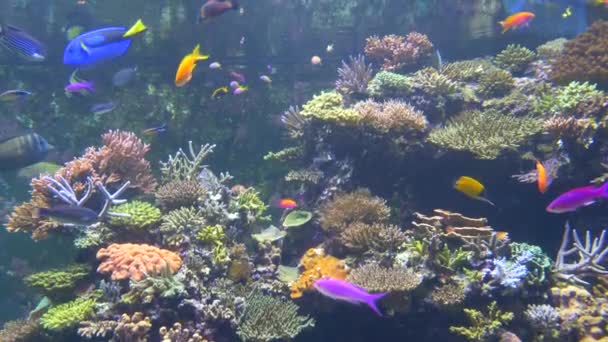 Aquário exibindo um belo tanque de água cheio de peixes em variedade de cores. Criaturas aquáticas rodeadas por corais e algas coloridas. Ambiente artificial oceânico
 - Filmagem, Vídeo