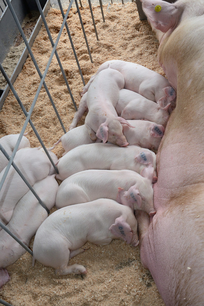 Piggy молоко годування
 - Фото, зображення
