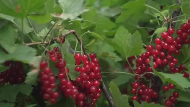 Red ripe juicy currants in the garden, a large sweet currant berry. Harvest red currant. tasty berry on the branch. organic berry. Ribes rubrum - Footage, Video
