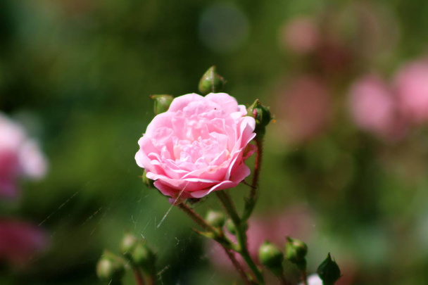 Jasně růžová, úplně otevřená kvetoucí růže obklopená růžovými pupeny a zelenými lístky pokryté pavelím za teplého slunného dne - Fotografie, Obrázek