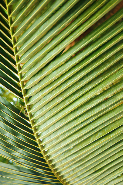 Palmový list - Fotografie, Obrázek
