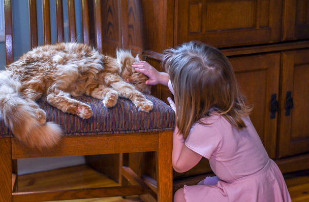 niña pequeña en rosa mascotas un gato dormido en una silla
 - Foto, imagen