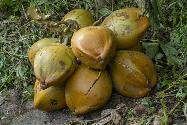 Stacked of fresh coconuts - Photo, Image