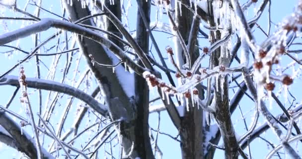 Jääversoja kylmänä keväänä. Vaahtera puu kristalli jääpuikkoja roikkuu oksat. Sää kevät onnettomuus Kanadassa. Sulava jääpuikko ja putoavat kiiltävät pisarat yli kirkkaan jäätyneen maiseman
.  - Materiaali, video