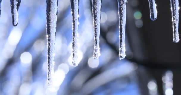 Verbazingwekkende beelden met magische Icicle op mooie heldere achtergrond. Lente-of winter landschap met kristallen ijspekels en vallende glanzende druppels. Stalactieten met waterdruppels hangen van het dak tijdens de vorst tijd. - Video