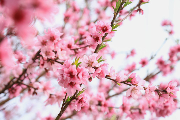 Blooming Cherry tree branch closeup - Fotó, kép