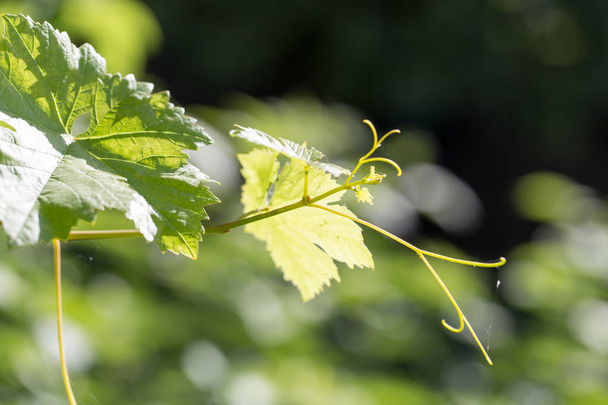 Young grape leaves in nature - Fotó, kép